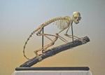 Capuchin Monkey Skeleton by Joanne G. Myers