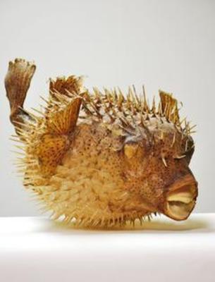 Taxidermy Sea Life Real Porcupine Fish, Preserved / Dried, 5 - 7